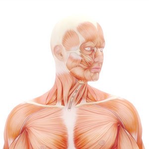 Bodies Anatomy and Physiology square
